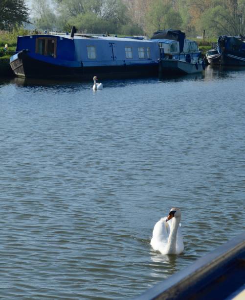 istock Swan and Narrow Boat on the River Ouse 681281026