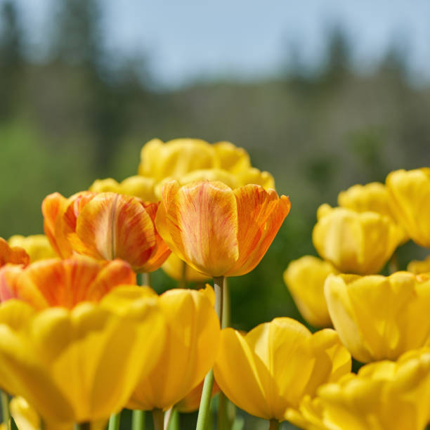 Red yellow tulips blooming in springtime stock photo