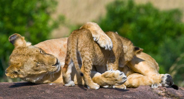 istock Lioness and her cub on a big rock. 681287590