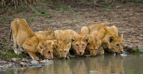 istock Young Lions at the watering. 681287602