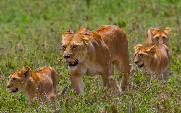 istock Lioness with cubs in the savannah. 681293266