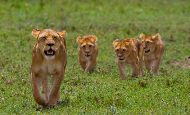 istock Lioness with cubs in the savannah. 681294976