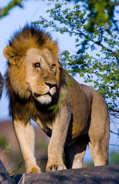 istock Big male lion on a big rock. 681298408