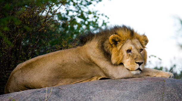 istock Big male lion on a big rock. 681302930