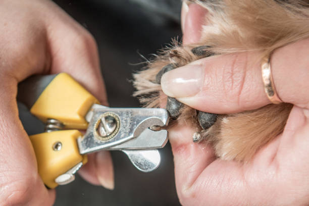 istock grooming dog nail trimming 681304224