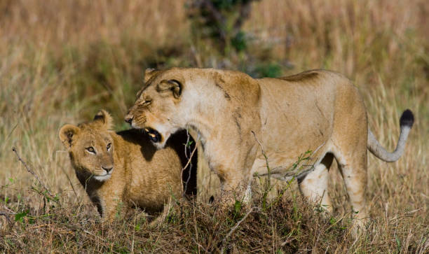 istock Lioness with cubs in the savannah. 681304530