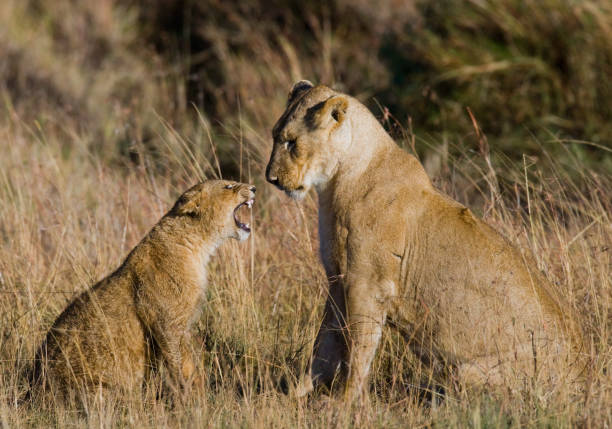 istock Lioness with cubs in the savannah. 681305148