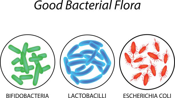 gut bakterienflora. laktobazillen, bifidobakterien, escherichia coli. infografiken. vektor-illustration. - dormant volcano illustrations stock-grafiken, -clipart, -cartoons und -symbole