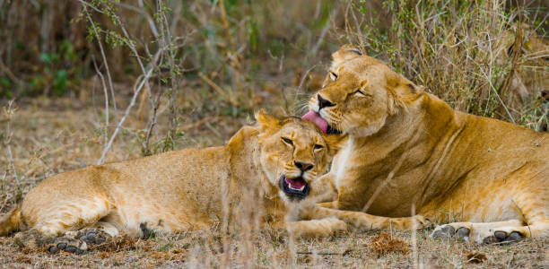 istock Two lionesses fondle each other. 681311214