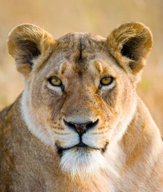 istock Portrait of a lioness. 681311424