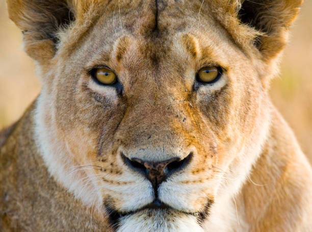 istock Portrait of a lioness. 681311426