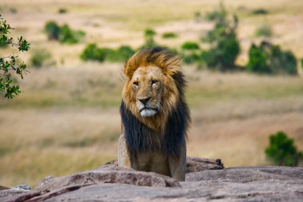 istock Big male lion with gorgeous mane on a big rock. 681311796