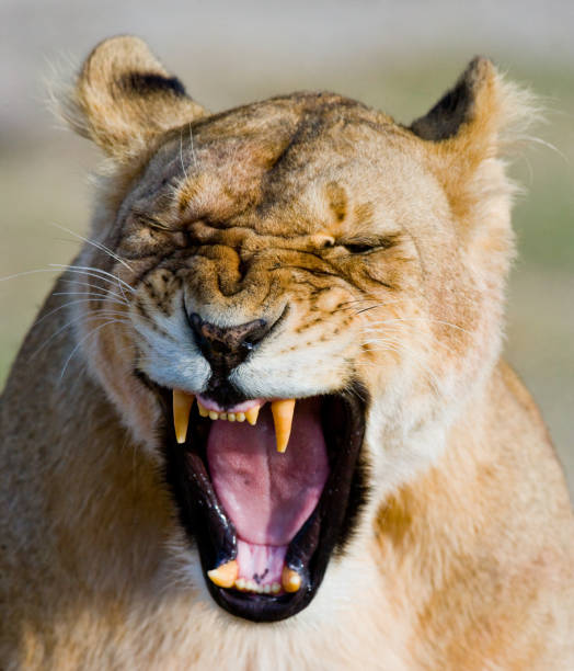 istock Portrait of a lioness. 681311798