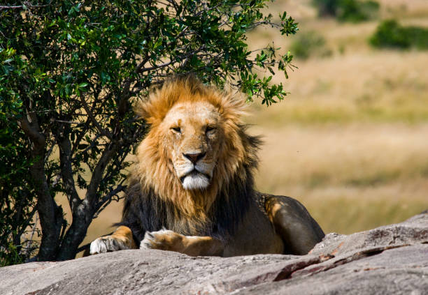 istock Big male lion with gorgeous mane on a big rock. 681311964