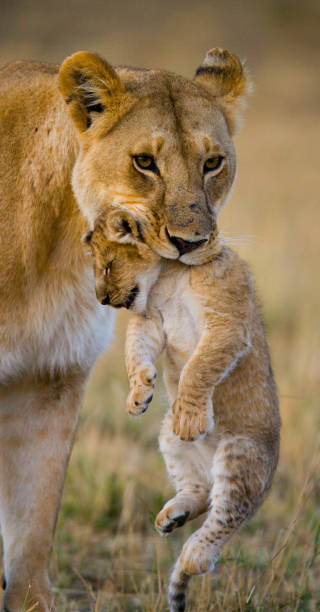 istock Lioness carries her baby. 681312546