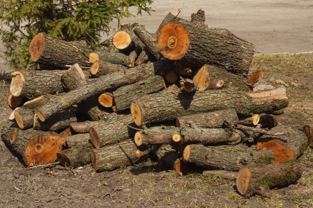 firewood from the sawed pine trees lie on the ground - cutting tree moving down bark imagens e fotografias de stock