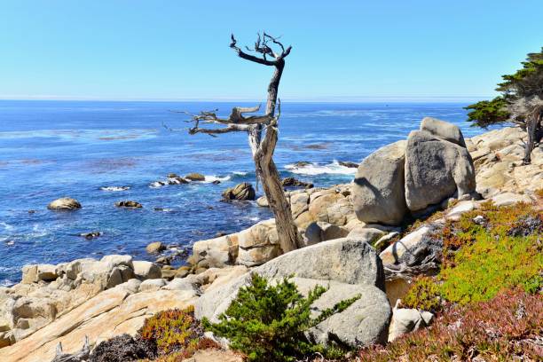 カーメル、カリフォルニア州 - big sur cypress tree california beach ストックフォトと画像