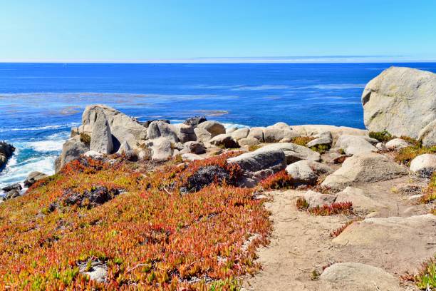 carmel, california - big sur cypress tree california beach fotografías e imágenes de stock