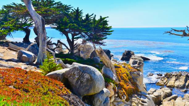 carmel, california - big sur cypress tree california beach fotografías e imágenes de stock