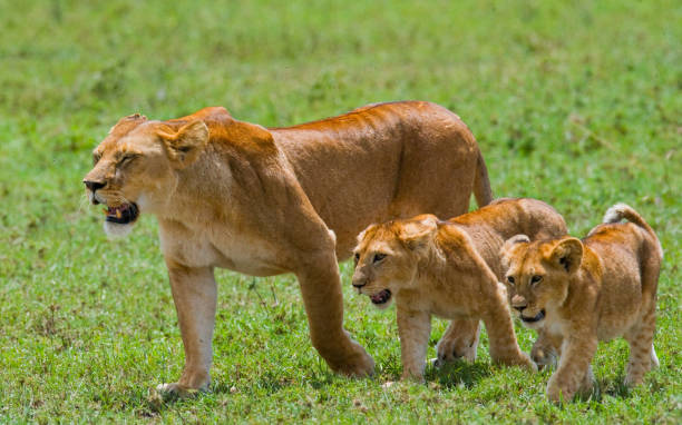istock Lioness with cubs in the savannah. 681317448