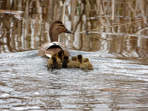 Duck swims away with her ducklings