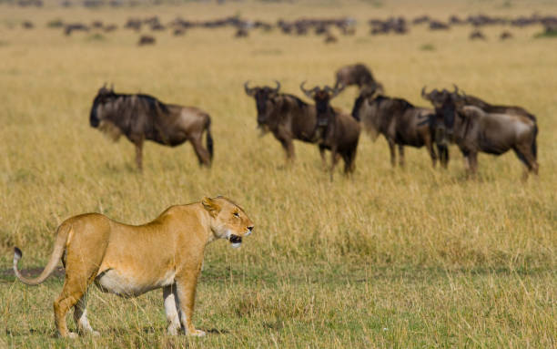 istock Lioness in the savannah. 681317910