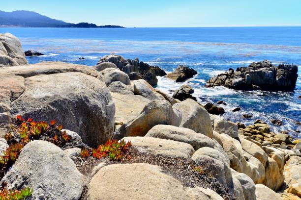 carmel, california - big sur cypress tree california beach fotografías e imágenes de stock