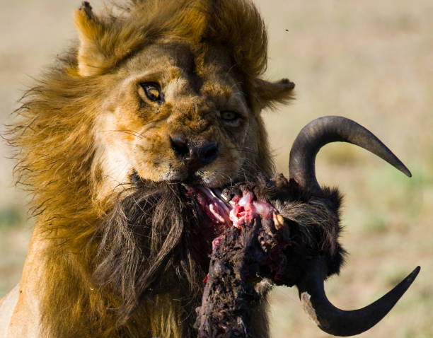 istock Big male lion with gorgeous mane eating prey. 681318006