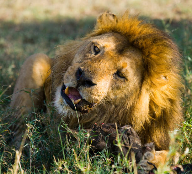 istock Big male lion with gorgeous mane eating prey. 681318048
