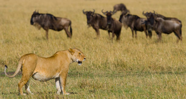 istock Lioness in the savannah. 681318270