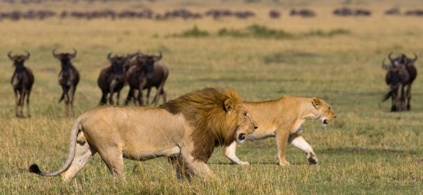 encuentro el león y la leona en la sabana. - masai mara national reserve masai mara lion cub wild animals fotografías e imágenes de stock