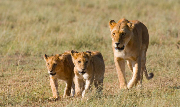 istock Lioness with cubs in the savannah. 681318910