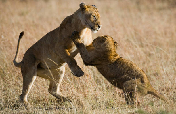 istock Lioness and her cubs playing with each other in savannah. 681318986