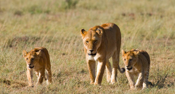 istock Lioness with cubs in the savannah. 681319180