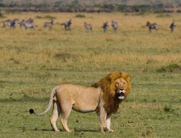 istock Big male lion standing in the savanna. 681319614