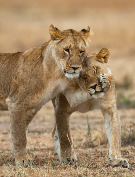 istock Two lionesses fondle each other. 681324516