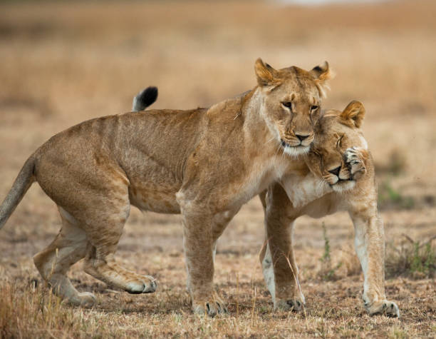 istock Two lionesses fondle each other. 681324586