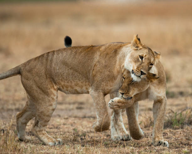 istock Two lionesses fondle each other. 681324734