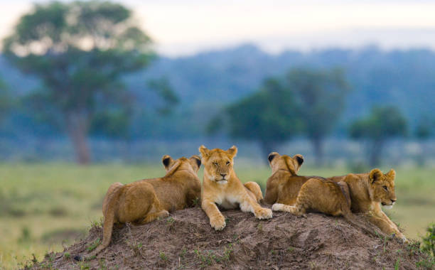 istock Group of young lions on the hill. 681324958