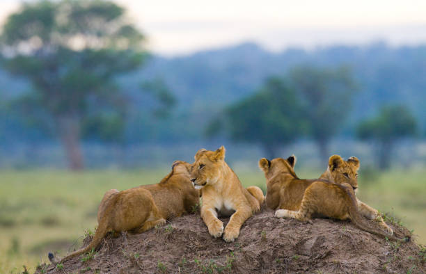 istock Group of young lions on the hill. 681324968
