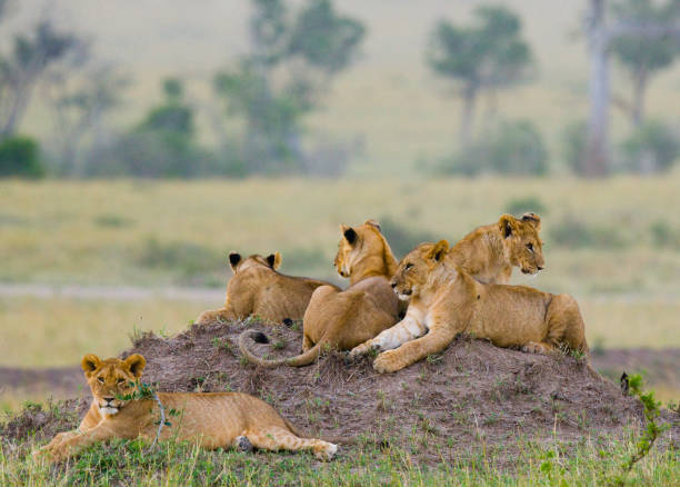istock Group of young lions on the hill. 681324992