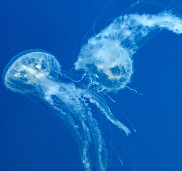 istock Two moon jellyfish.  Aurelia Aurita. 681325034