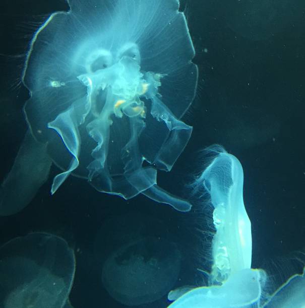 istock Two Moon Jellyfish.  Aurelia Aurita 681325250