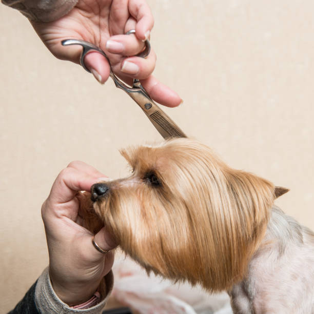 istock Yorkshire Terrier grooming, blow-drying 681325578