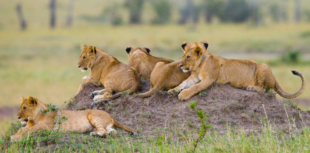 istock Group of young lions on the hill. 681325960