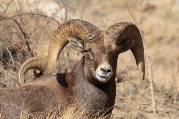 istock Colorado Rocky Mountain Bighorn Sheep 681326150
