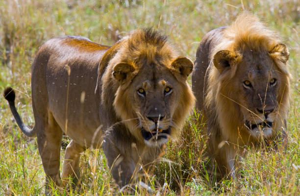 istock Two big male lions on the hunt. 681326432