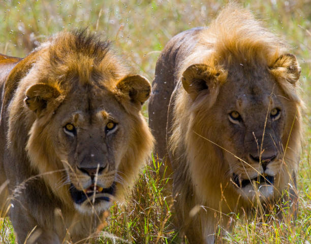 istock Two big male lions on the hunt. 681326444