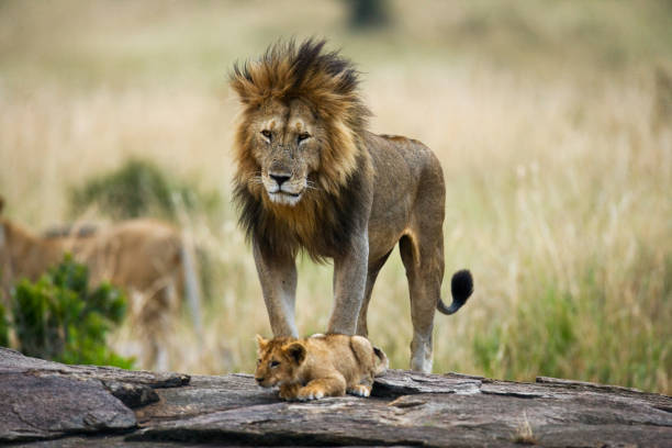 istock Big male lion with cub. 681326658