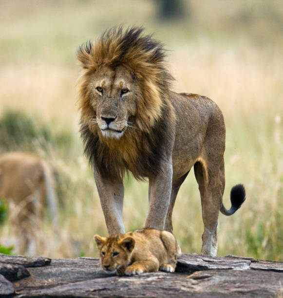 istock Big male lion with cub. 681326686